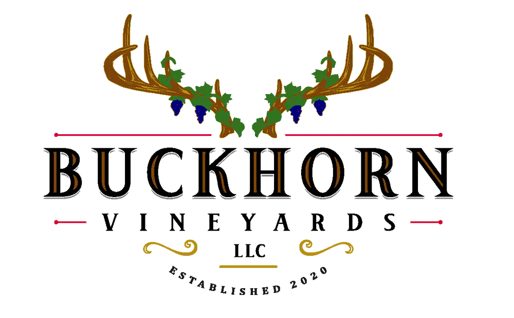 Buckhorn Vineyards Logo (Link to homepage)